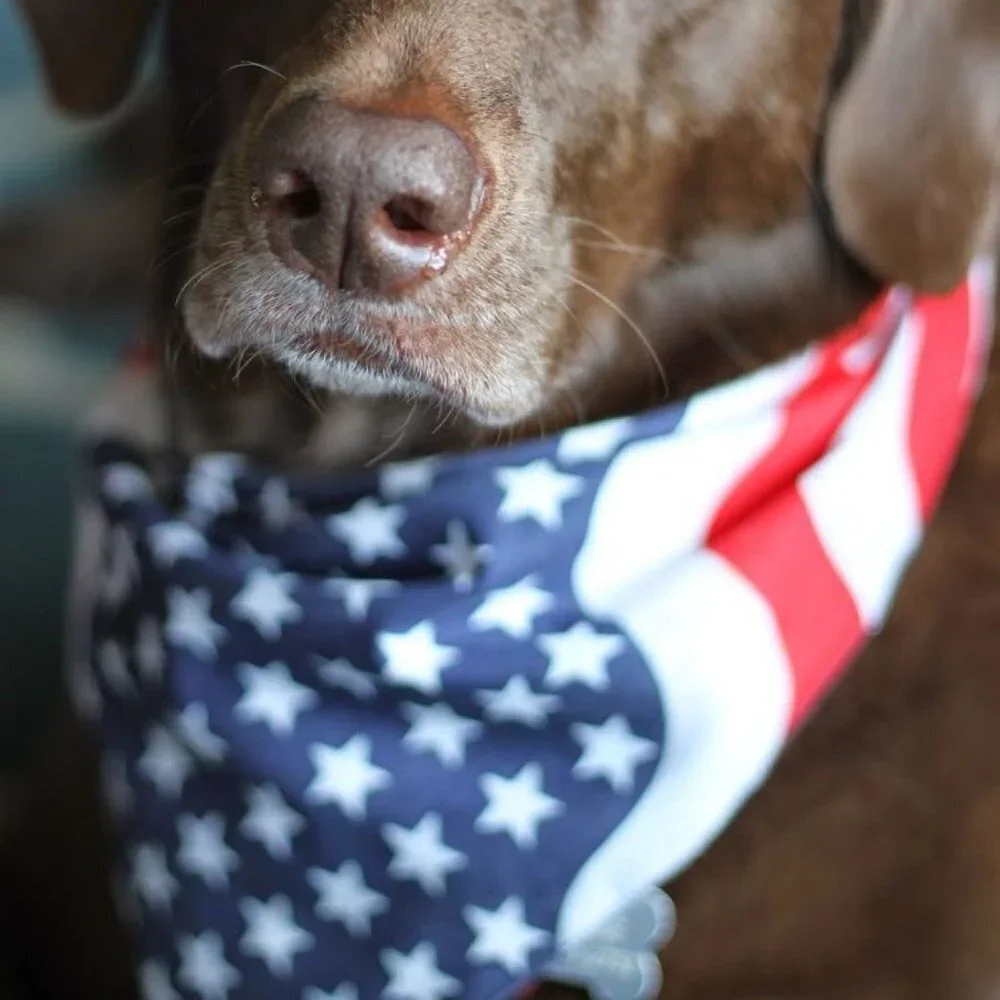 American Flag Red White and Blue Bandana for Pets